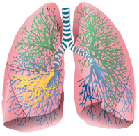 Lungs Graphic